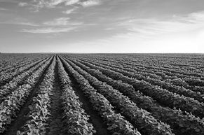 agriculture-insurances-bn